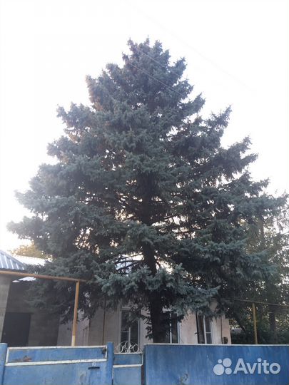 Ель голубая