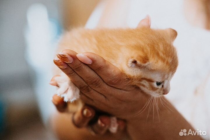 Рыжий Котенок Мальчик