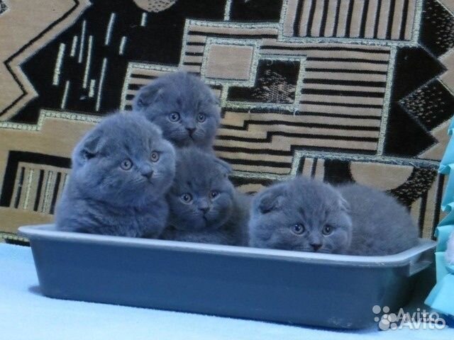 Вислоухие котята