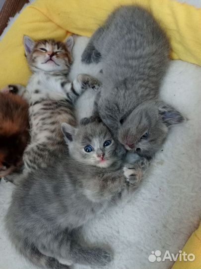 Шотландские котята
