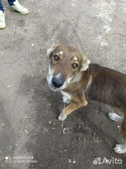 Беспородный подросший щенок