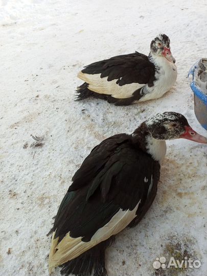 Молодняк с/х птицы