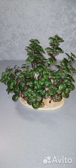 Декорации для аквариума