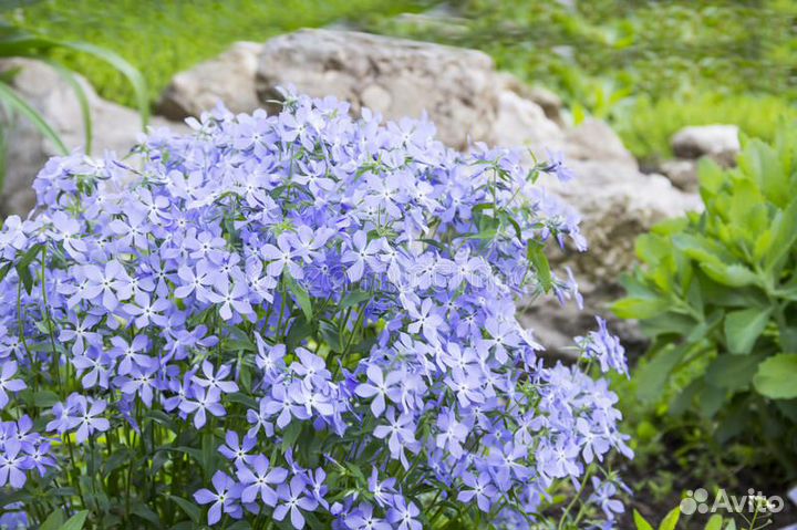 Почвопокровные растения и луковичные