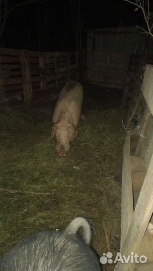 Услуги хряка и молодые поросята