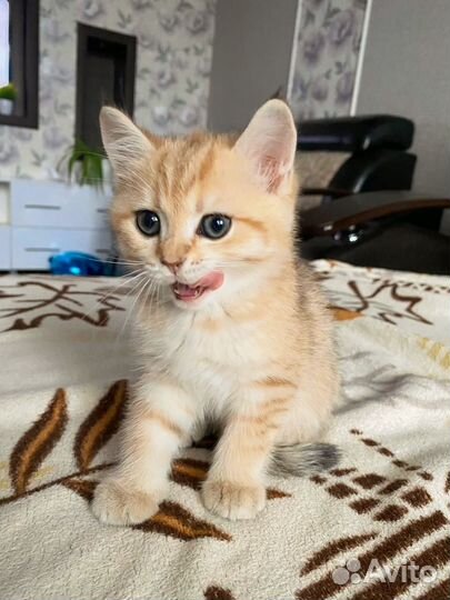 Котенок золотая шиншилла