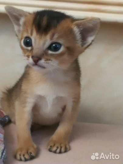 Вязка с абиссинским Grand Inter Чемпионом WCF