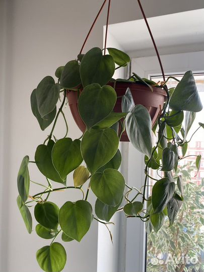 Сциндапсус