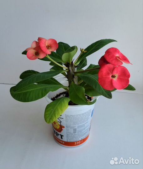 Молочай миля розовый