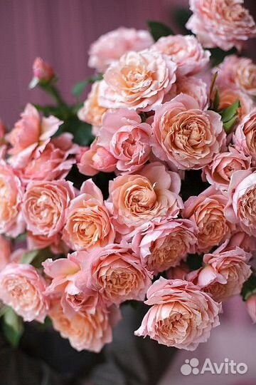 Роза Джульетта. Букеты из роз. Доставка. Уфа