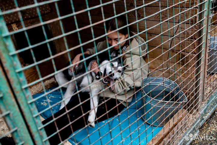 Все ещё в приюте