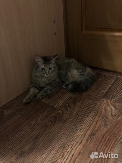 Кошка в дар бесплатно