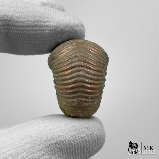 Аммонит Eboraciceras 0632