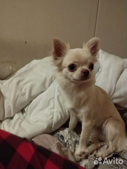 Домашняя передержка ваших питомцев