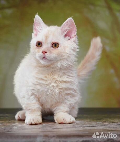 Нежный ламбкинчик