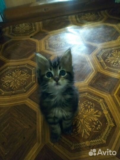 Майн кун котята