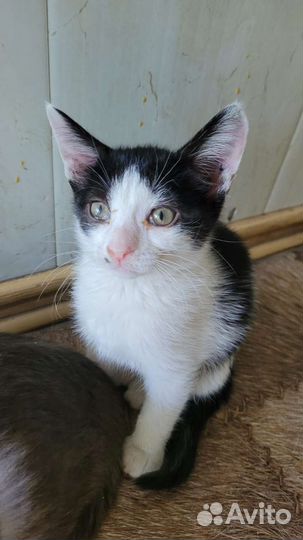 Котенок девочка