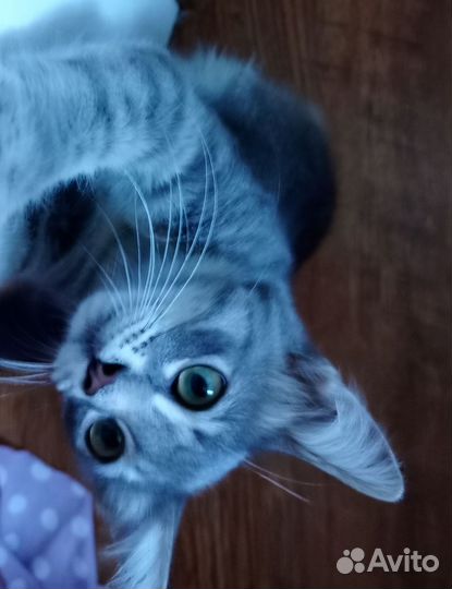 Котёнок в добрые руки