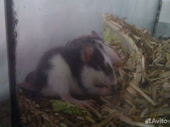 Крыски декоративные, кормовые