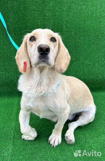 Маленькая собачка Марта