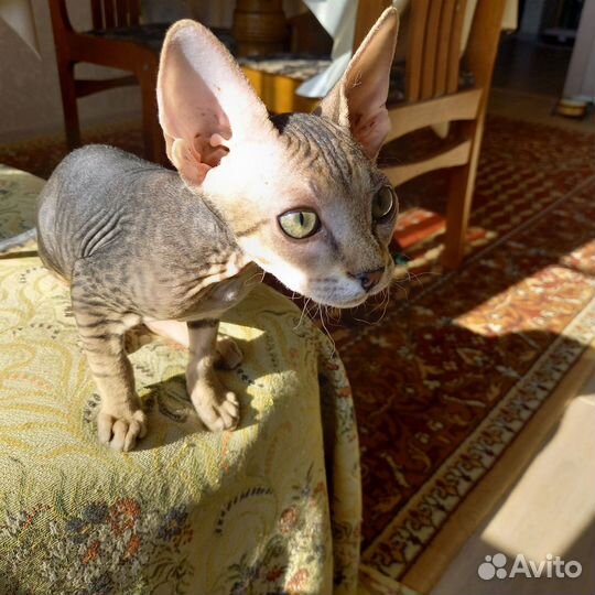 Донской сфинкс