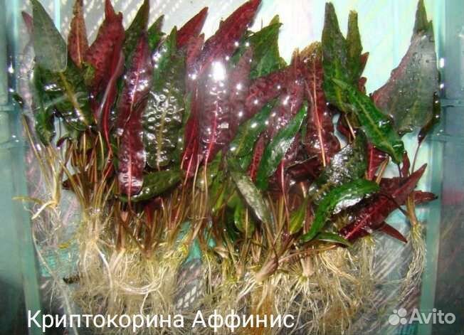 Аквариумные растения