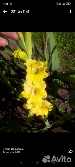 Гладиолусы луковицы