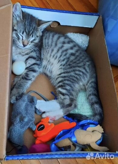 Шпротик-полосатик ищет дом