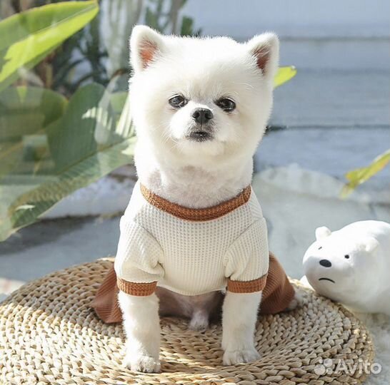 Платье футболка для кошек и собак мелких пород