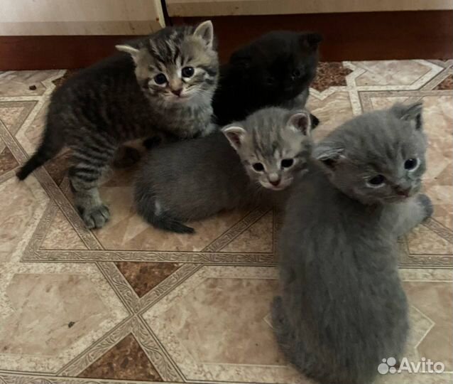 Отдам в добрые руки котят