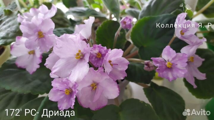 Сортовые фиалки