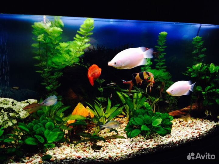Аквариум с тумбой 240л. бу