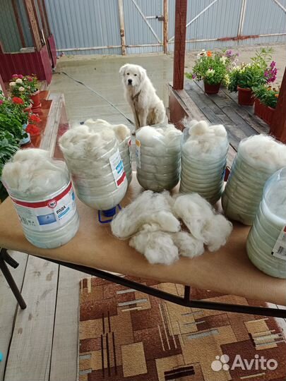 Собачья шерсть пух