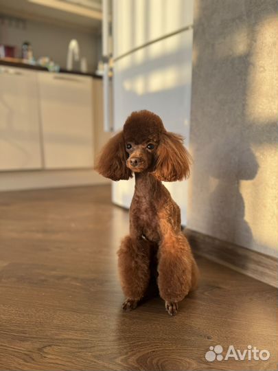 Вязка карликовый пудель кобель