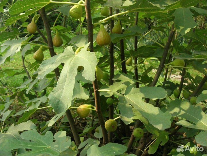 Плодовые (саженцы)