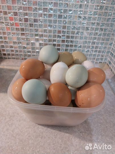 Домашние куриные яйца