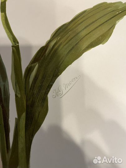 Хромолитография орхидеи. Moon 1903 г