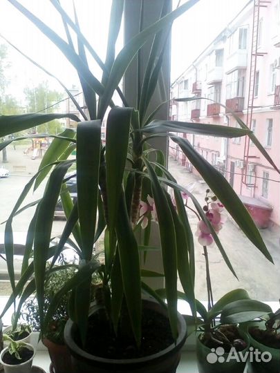 Юкка