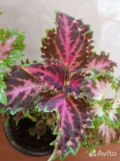 Колеусы сортовые