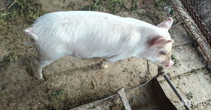 Поросята Дюрок