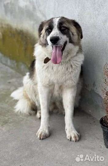 Собака девочка метис австрал. овчарки в добрые рук