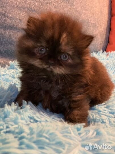 Шотландский котенок Хайленд