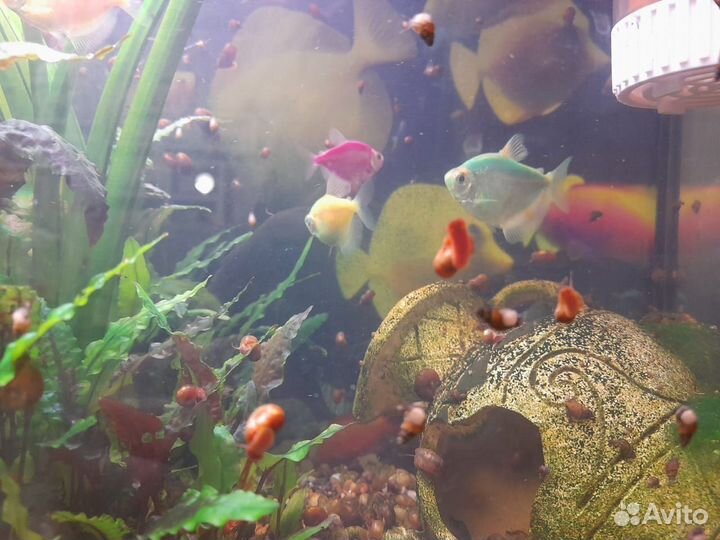 Аквариум, 35л, с рыбками, водорослями, улитками