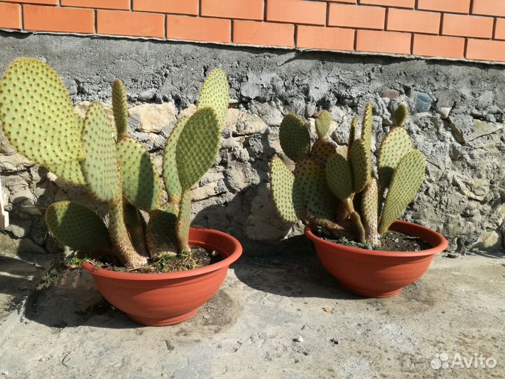 Продаю растения