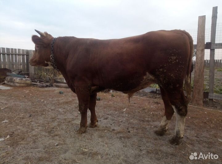 Бычки и быки на мясо