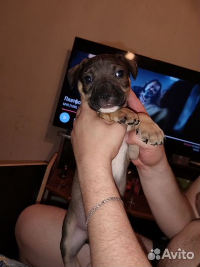 Щенки стаффорда