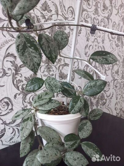 Хойя Вилбур Грейвс