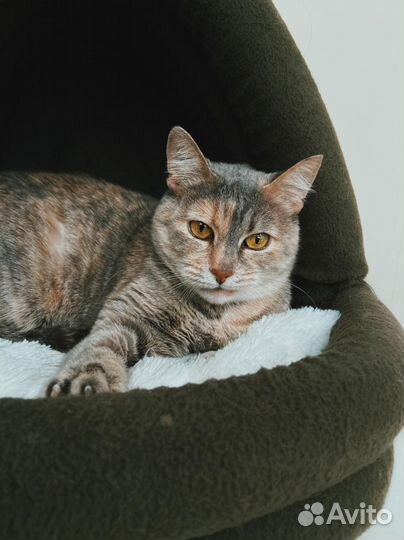 Кошечка Клюковка в добрые руки, бесплатно