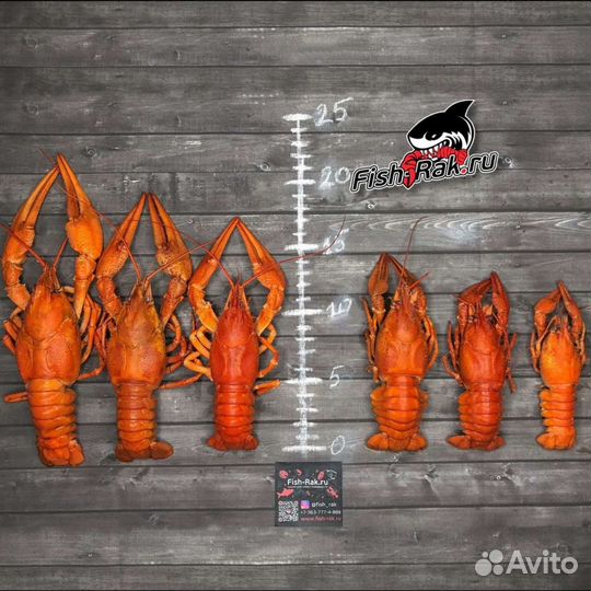 Раки. Живые. Варёные