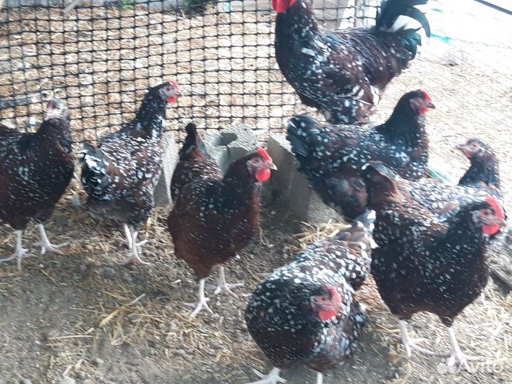 Домашние молодые петухи